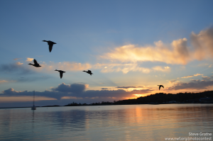 DucksoverSunset_SteveGrothe