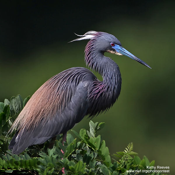 TriColoredHeron_KathyReeves