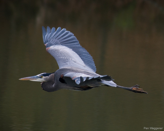 Blue heron in flight.